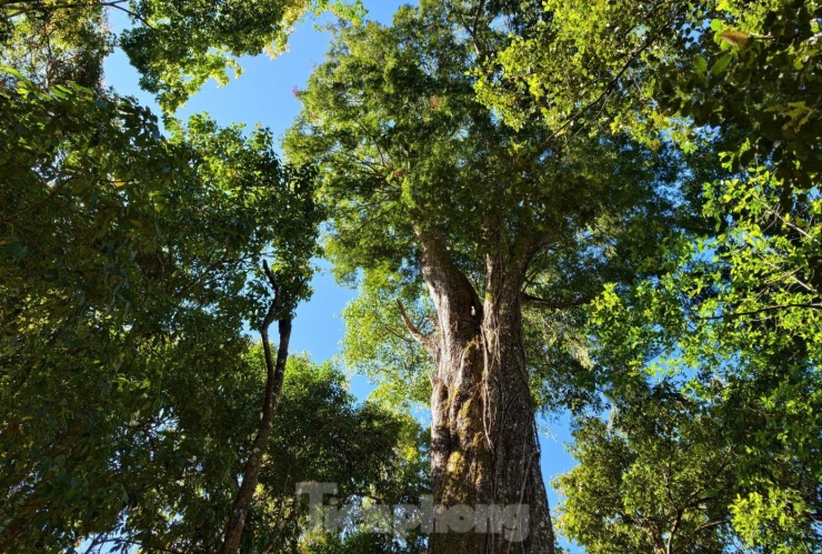 Tận thấy 'thần mộc' hàng nghìn năm tuổi ẩn mình trên núi cao Lâm Đồng - 18