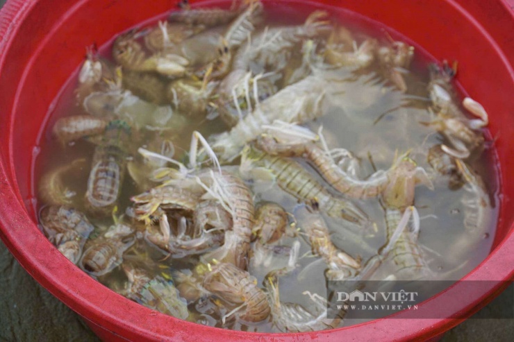 Bắt bề bề toàn con to bự, cá thờn bơn tươi rói, cá trích nhặt mỏi tay ở bờ biển Thanh Hóa - 7