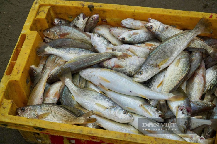 Bắt bề bề toàn con to bự, cá thờn bơn tươi rói, cá trích nhặt mỏi tay ở bờ biển Thanh Hóa - 8