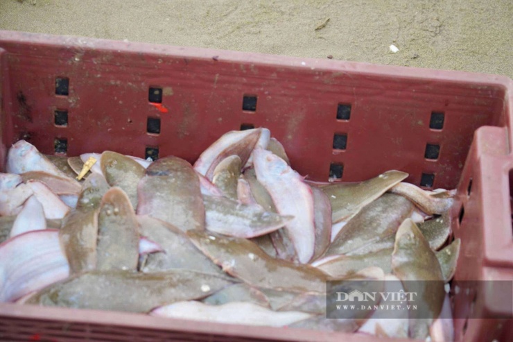 Những loại hải sản của ngư dân xã Hoằng Thanh, tỉnh Thanh Hóa đánh bắt thu được sau chuyến ra khơi như con bề bề, cá thờn bơn, cá trích, cá đục....&nbsp;Ảnh: HD