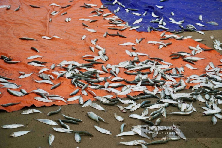 Bắt bề bề toàn con to bự, cá thờn bơn tươi rói, cá trích nhặt mỏi tay ở bờ biển Thanh Hóa - 12