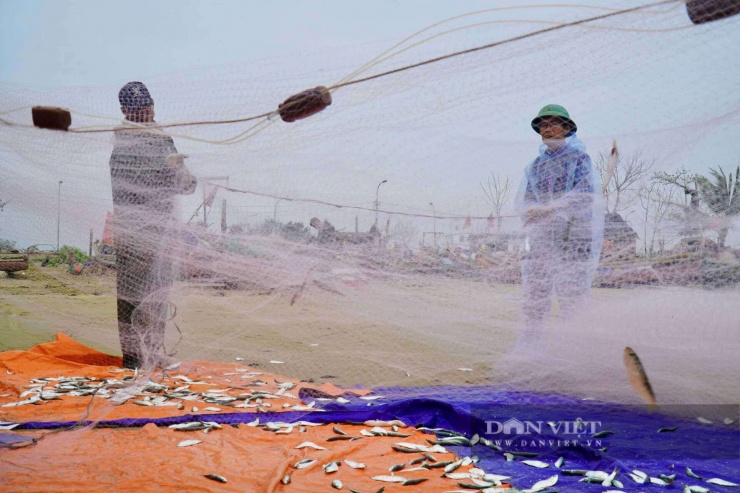Bắt bề bề toàn con to bự, cá thờn bơn tươi rói, cá trích nhặt mỏi tay ở bờ biển Thanh Hóa - 13