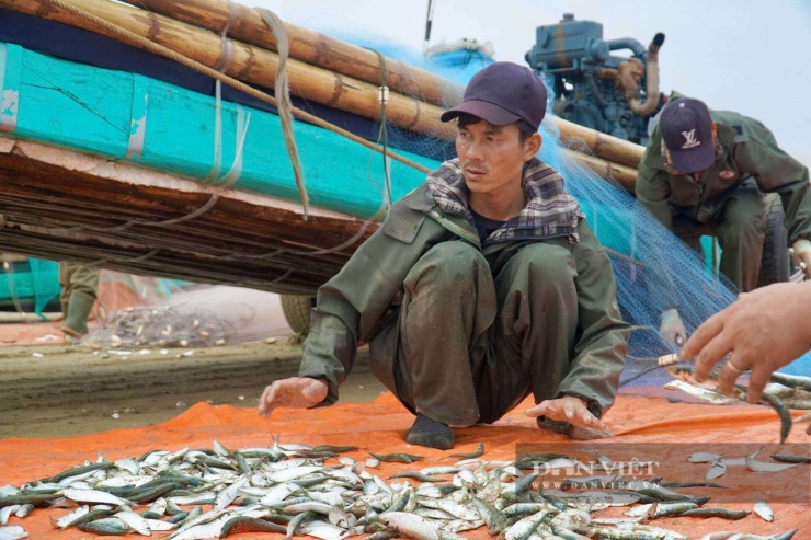 Hiện giá cá trích ngư dân xã Hoằng Thanh đang bán với giá từ 40 - 60 nghìn đồng/kg tùy loại.&nbsp;Ảnh: HD