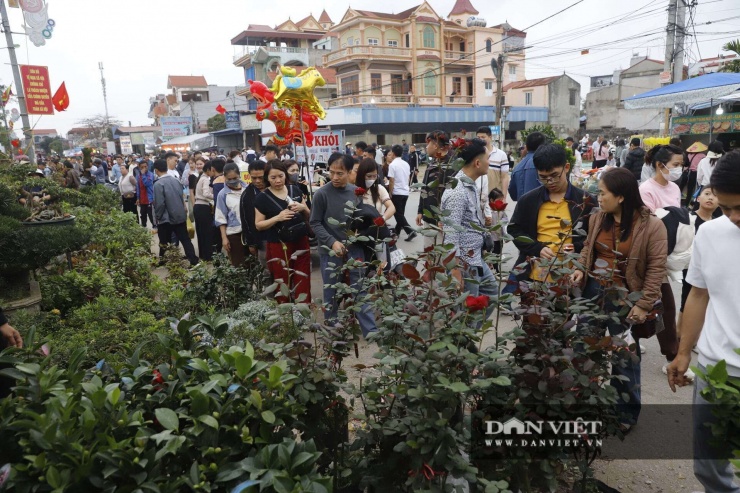 Nếu thịt bò, thịt bê thui là "lộc đỏ" thì cây cảnh, cây giống chính là "mầm lộc" xanh tươi mà hầu như ai đến chợ Viềng cũng phải rinh về bằng được. Khu vực bán cây cảnh trải dài hàng km, biến lối đi thành một thảm thực vật đủ màu sắc giữa đêm tối.