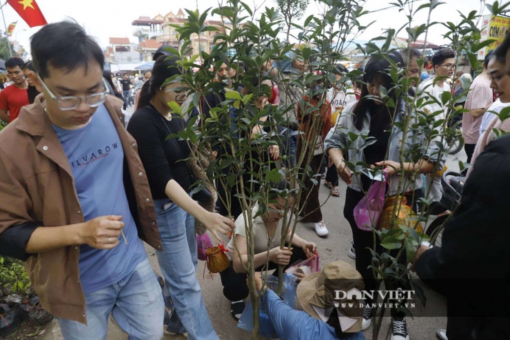 Từ những cây bonsai đắt tiền, bề thế cho đến những cây giống dân dã như chanh, bưởi, ớt, mít... hay các loại cây mang ý nghĩa phong thủy như sung (tượng trưng cho sự sung túc), lộc vừng, kim tiền đều được bày bán la liệt. "Năm nào đi chợ tôi cũng mua một cây sung và một cây chanh. Không cần cây to hay thế đẹp, chỉ cần cây xanh tốt, có mầm non là được. Mua cây đầu năm là rước sự sinh sôi, nảy nở, hy vọng một năm gia đạo bình an, làm ăn phát đạt," Chị Hoa (tới từ Ninh Bình) chia sẻ.
