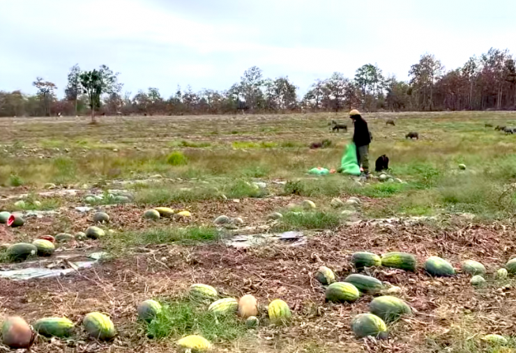 Người dân tới lựa các quả dưa hấu còn dùng được.