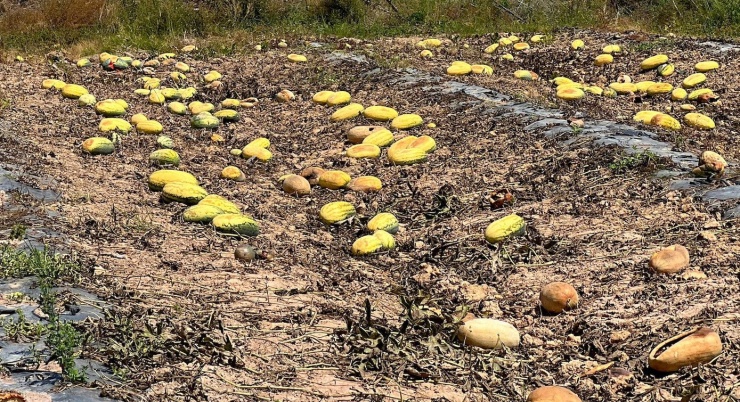 Cảnh dưa hấu chín thối, không ai tới thu hoạch khiến mọi người đều nhói lòng.