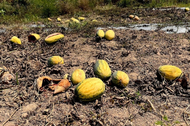 Ruộng dưa hấu hơn 200 tấn bị bỏ thối vì tranh chấp dân sự - 13