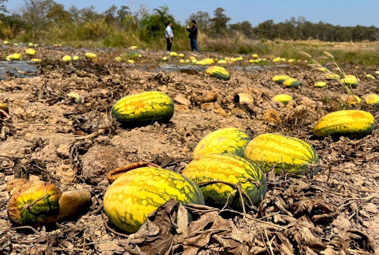 Ghi nhận của phóng viên Tiền Phong ngày 24/2, toàn bộ dưa hấu trên diện tích 24 ha đã hư hỏng hoàn toàn, không thể sử dụng.
