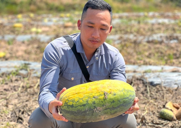 Vô số quả dưa hấu lớn bị bỏ không trên ruộng dưa.