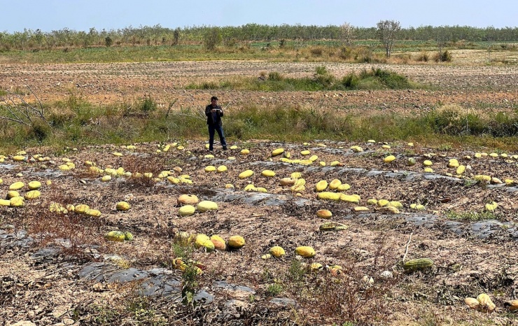 Ruộng dưa 24 ha không ai thu hoạch.