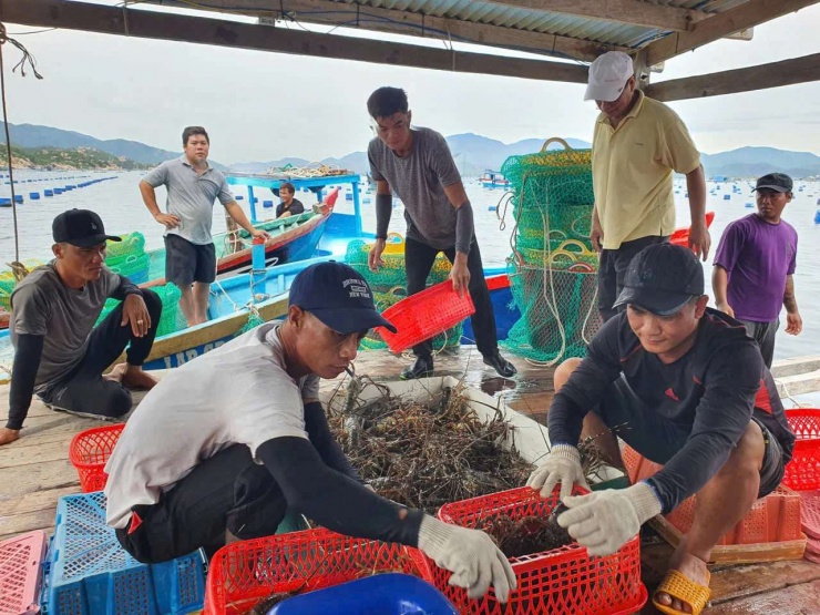 Năm 2025, Việt Nam vươn lên là nhà cung cấp lớn nhất tôm hùm cho thị trường Trung Quốc. Ảnh: D.V