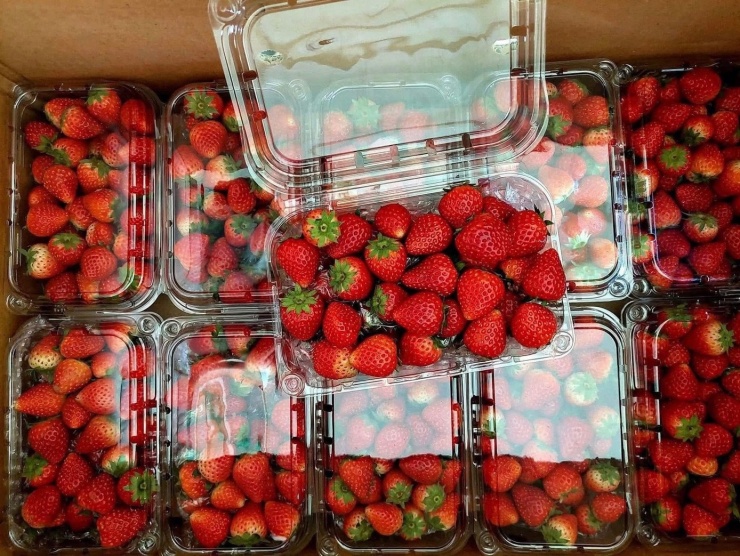 Dâu tây Sơn La thường có kích thước không đồng đều.