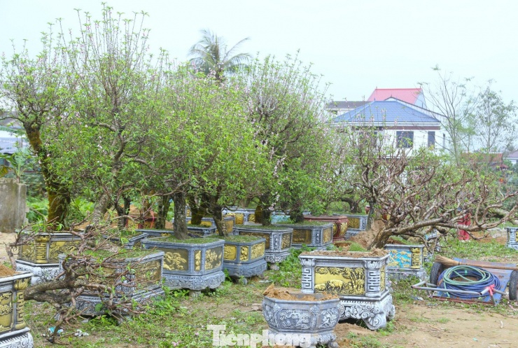 Sau Tết Bính Ngọ 2026, nhiều tuyến đường trung tâm ở Nghệ An vẫn còn hàng trăm gốc đào, mai, quýt cảnh nằm la liệt bên lề đường do không bán hết; nhiều tiểu thương rơi vào cảnh thua lỗ nặng, buộc phải thanh lý cây với giá “chạm đáy” để vớt vát vốn.