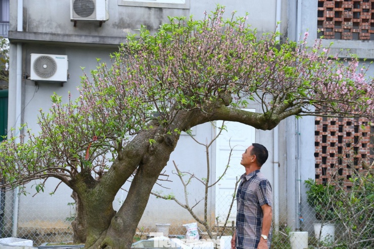 Sau kỳ nghỉ Tết, hơn 100 gốc đào của anh Hoàng Văn Thành, một thương lái kinh doanh cây cảnh trên đường 72m giao đường Trương Vân Lĩnh, vẫn nằm chờ khách. Theo anh, đây là mùa buôn đào ảm đạm nhất trong nhiều năm trở lại đây. “Thời tiết nắng ấm khiến đào nở sớm, nguồn cung dồi dào nhưng sức mua giảm. Nhiều gốc đào cổ thụ vốn được rao bán khoảng 180 triệu đồng nay hạ xuống cho thuê 10 triệu đồng vẫn không có người hỏi. Chưa năm nào tôi lỗ nặng như vậy, ước tính thiệt hại gần nửa tỷ đồng”, anh nói.