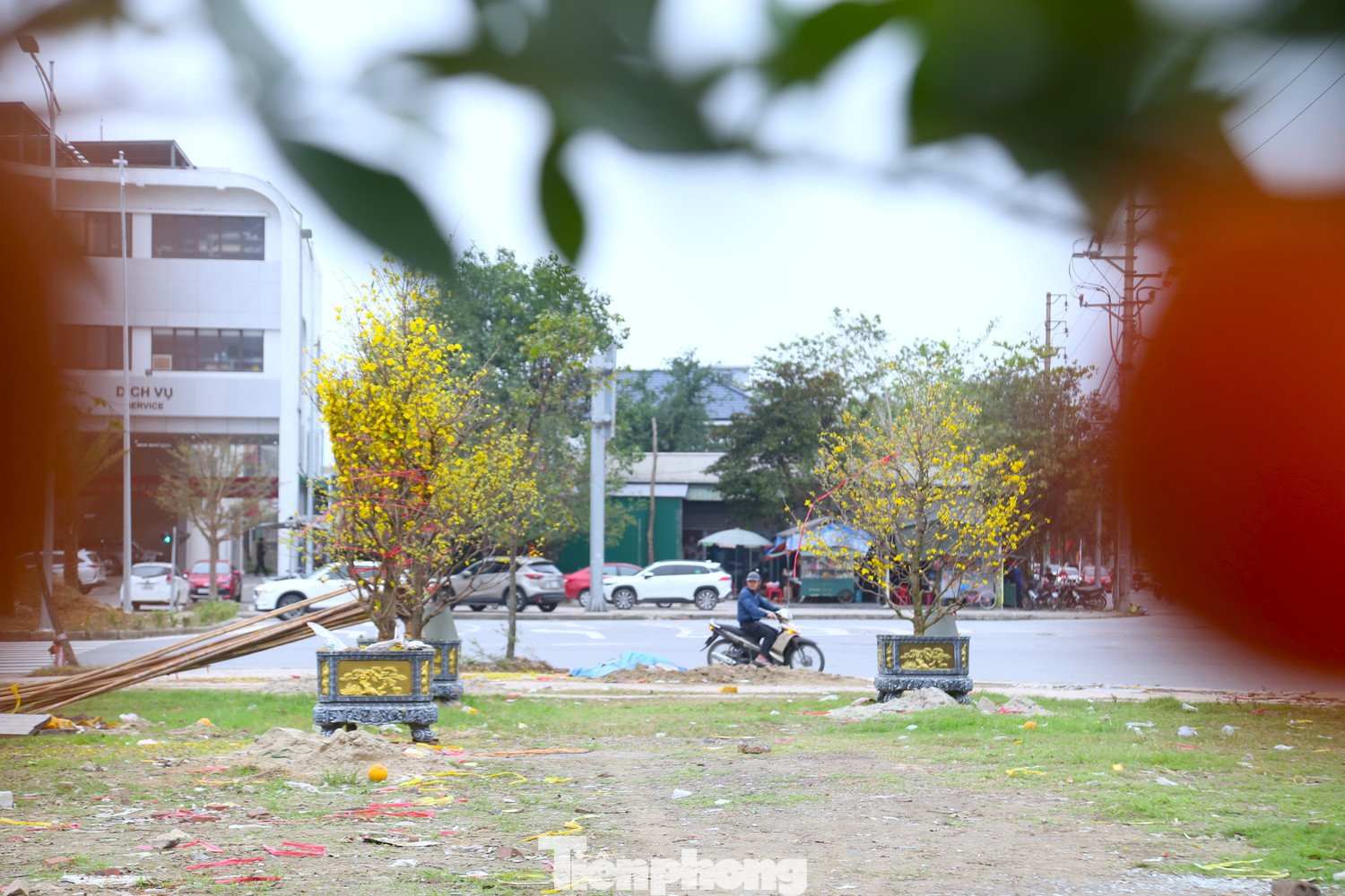 Ngoài đào, những gốc mai vàng, quýt cảnh cũng nằm bên đường chờ khách sau Tết.