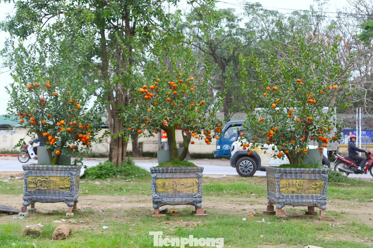 Ngoài đào, những gốc mai vàng, quýt cảnh cũng nằm bên đường chờ khách sau Tết.