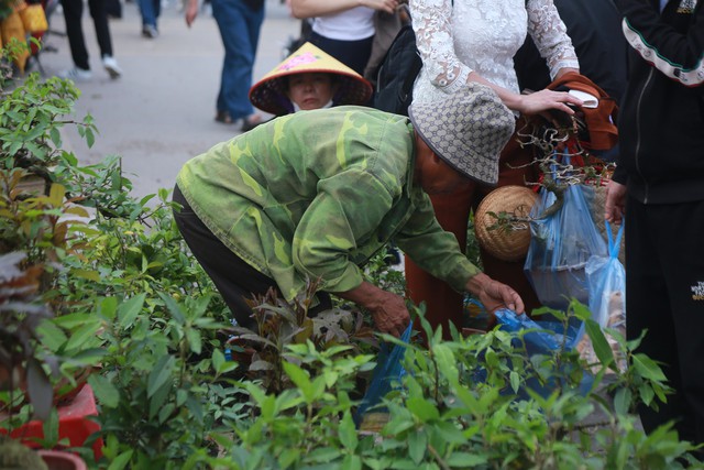 Những chậu cây cảnh, cây giống được người dân lựa chọn kỹ lưỡng. Với nhiều người, mua một cây xanh đầu năm là gieo mầm cho hy vọng, cho tài lộc sinh sôi.