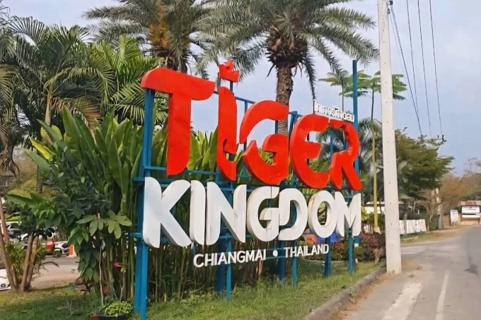 Khu du lịch Tiger Kingdom trên đường Mae Rim ở Chiang Mai hiện đóng cửa sau vụ hổ chết hàng loạt. Ảnh: Panumate Tanraksa.