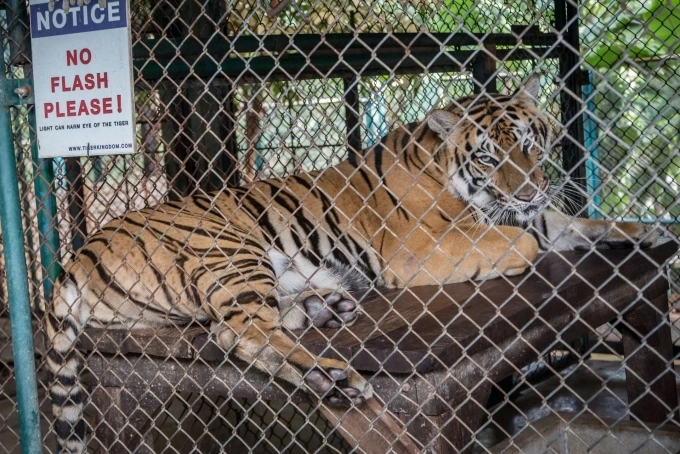 Cá thể hổ trước khi dịch bệnh bùng phát tại vườn thú Tiger Kingdom. Ảnh: The Guardian.