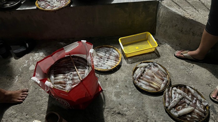 Năm nay ngư dân bãi ngang ở Huế không chỉ xúc được nhiều mực mà mực nay khá to.