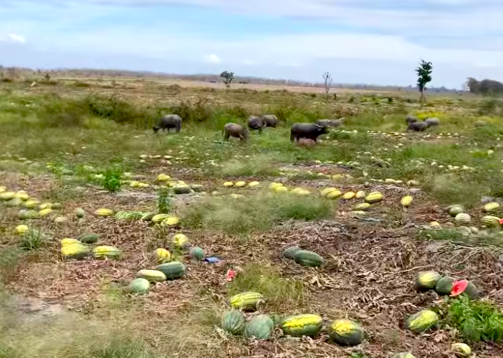 Trâu bò tới ăn dưa hấu.