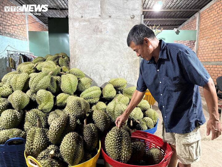 Nhà vườn phấn khởi khi sầu riêng bán được giá cao, lợi nhuận vượt xa mức hòa vốn. (Ảnh minh họa)