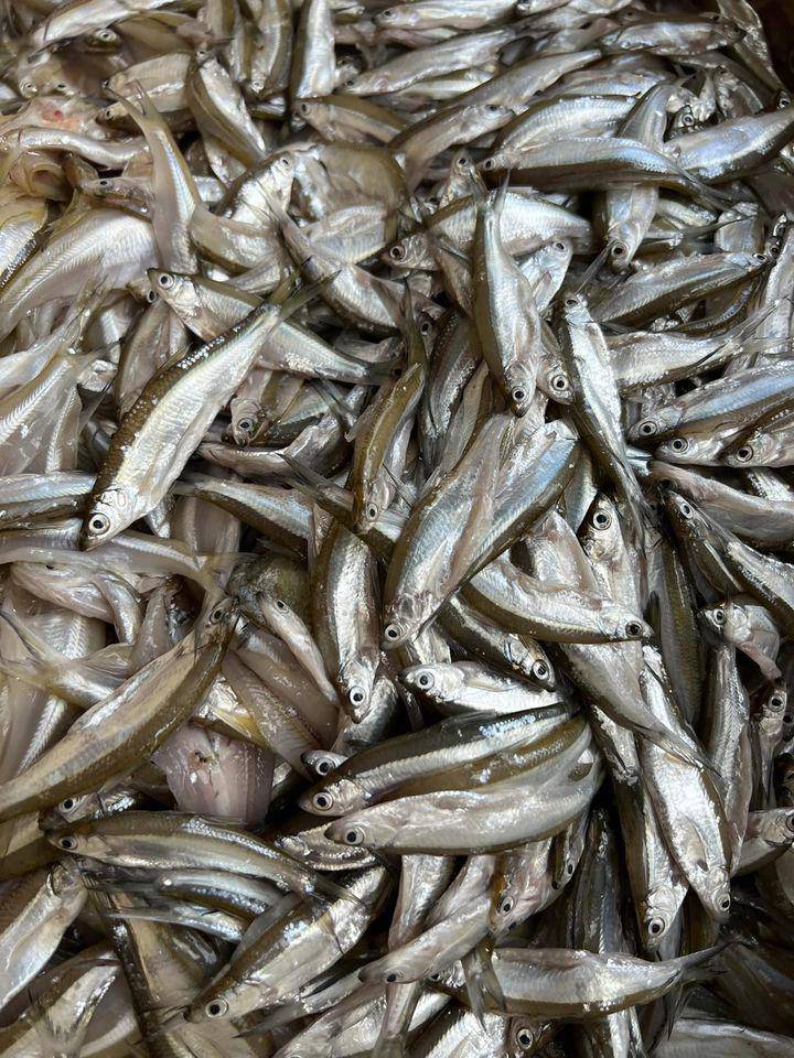 Cá lá tre- loài cá “nhà nghèo” nhỏ bé, ít người hay tên thành đặc sản hiếm của Quảng Trị khiến giới sành ăn ráo riết săn tìm.