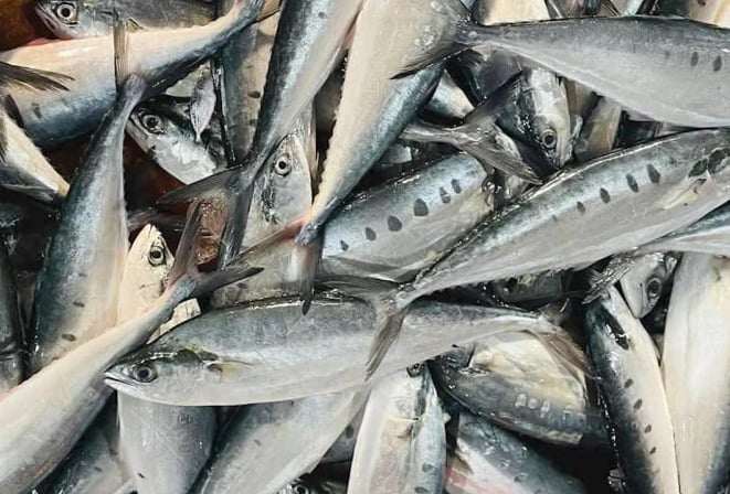 Loài cá “nhà nghèo” nhỏ bé, ít người hay tên thành đặc sản ở miệt biển miền Trung khiến giới sành ăn ráo riết săn tìm - 2