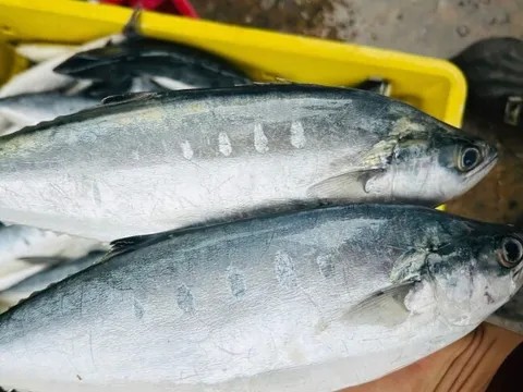 Loài cá “nhà nghèo” nhỏ bé, ít người hay tên thành đặc sản ở miệt biển miền Trung khiến giới sành ăn ráo riết săn tìm - 3