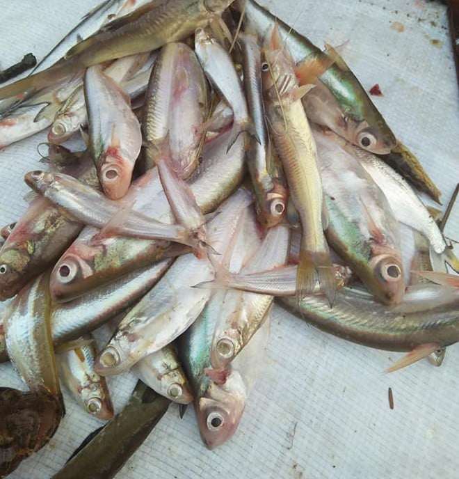 Loài cá “nhà nghèo” nhỏ bé, ít người hay tên thành đặc sản ở miệt biển miền Trung khiến giới sành ăn ráo riết săn tìm - 4