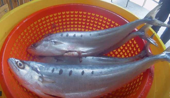 Loài cá “nhà nghèo” nhỏ bé, ít người hay tên thành đặc sản ở miệt biển miền Trung khiến giới sành ăn ráo riết săn tìm - 5