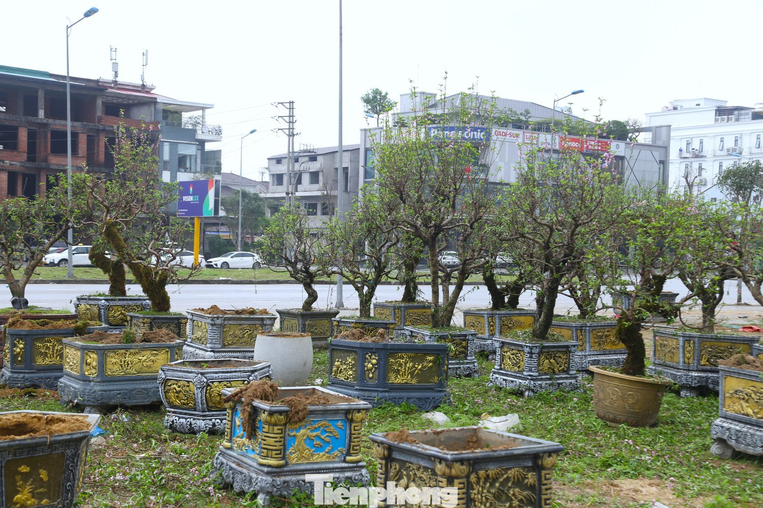 Ghi nhận ngày 24/2 (tức mùng 8 tháng Giêng), dọc một số tuyến đường trung tâm ở Nghệ An như đường 72m, Đại lộ Lê Nin (phường Vinh Phú); đường Nguyễn Cảnh Hoan (phường Vinh Hưng)..., nhiều gốc đào vẫn nằm dài bên đường.