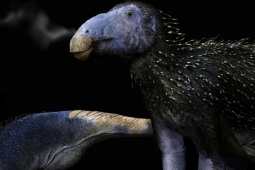 Trung Quốc phát hiện “rồng gai” chưa từng thấy trên thế giới