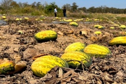 Ruộng dưa hấu hơn 200 tấn bị bỏ thối vì tranh chấp dân sự