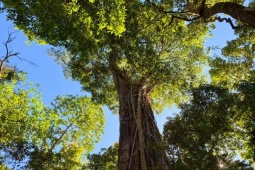 Tận thấy 'thần mộc' hàng nghìn năm tuổi ẩn mình trên núi cao Lâm Đồng