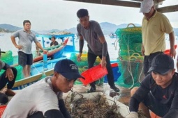 Việt Nam vươn lên là nhà cung cấp số một loài tôm khổng lồ, cực kỳ đắt đỏ cho Trung Quốc