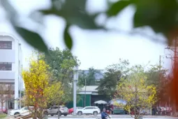 Đào, mai ế ẩm nằm dài bên đường sau Tết