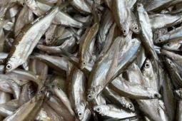 Loài cá “nhà nghèo” nhỏ bé, ít người hay tên thành đặc sản ở miệt biển miền Trung khiến giới sành ăn ráo riết săn tìm