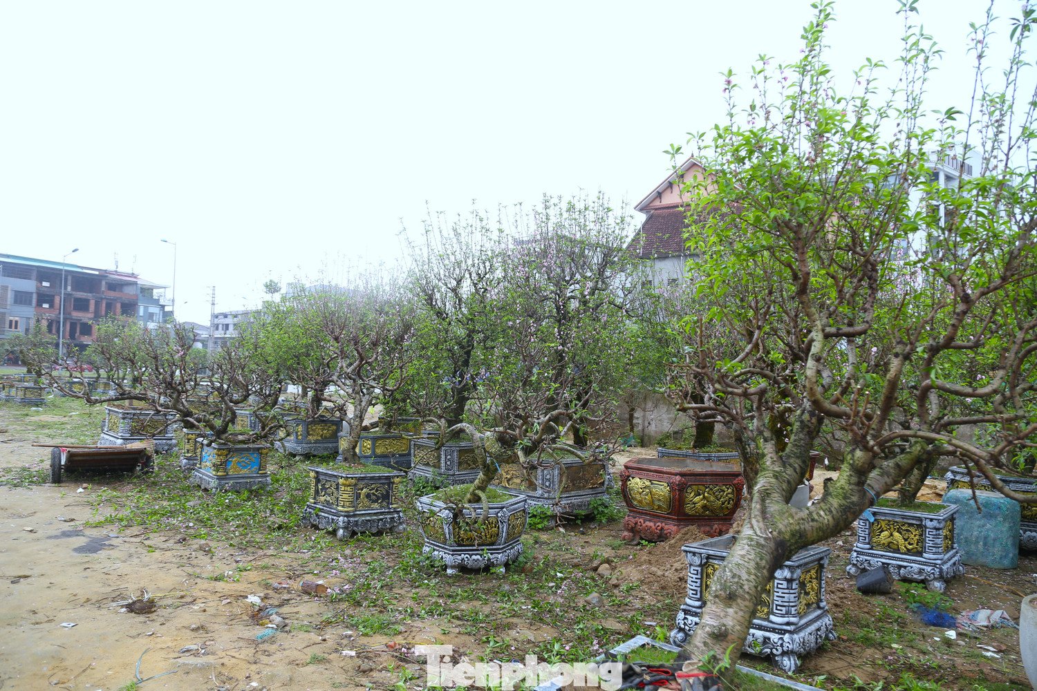 Ghi nhận ngày 24/2 (tức mùng 8 tháng Giêng), dọc một số tuyến đường trung tâm ở Nghệ An như đường 72m, Đại lộ Lê Nin (phường Vinh Phú); đường Nguyễn Cảnh Hoan (phường Vinh Hưng)..., nhiều gốc đào vẫn nằm dài bên đường.