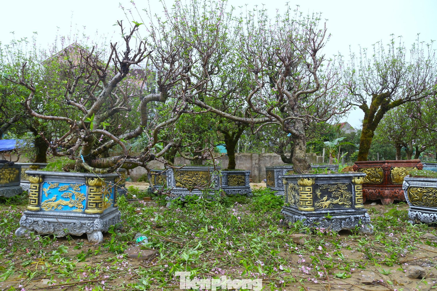 Theo bà Thống, trước Tết, những gốc đào cổ thụ có giá bán từ vài chục triệu đồng. Tuy nhiên, sau Tết chỉ còn 1 - 2 triệu đồng/gốc nhưng vẫn khó tìm người mua do vì nhu cầu chơi cây cảnh sau Tết gần như không còn.