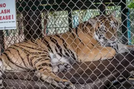 72 con hổ chết tại khu du lịch Thái Lan