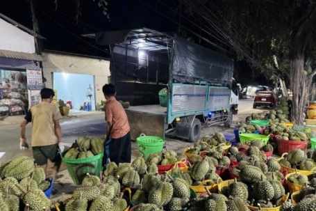 Sầu riêng ‘sốt’ giá, thương lái đổ xô gom hàng xuất khẩu sang Trung Quốc
