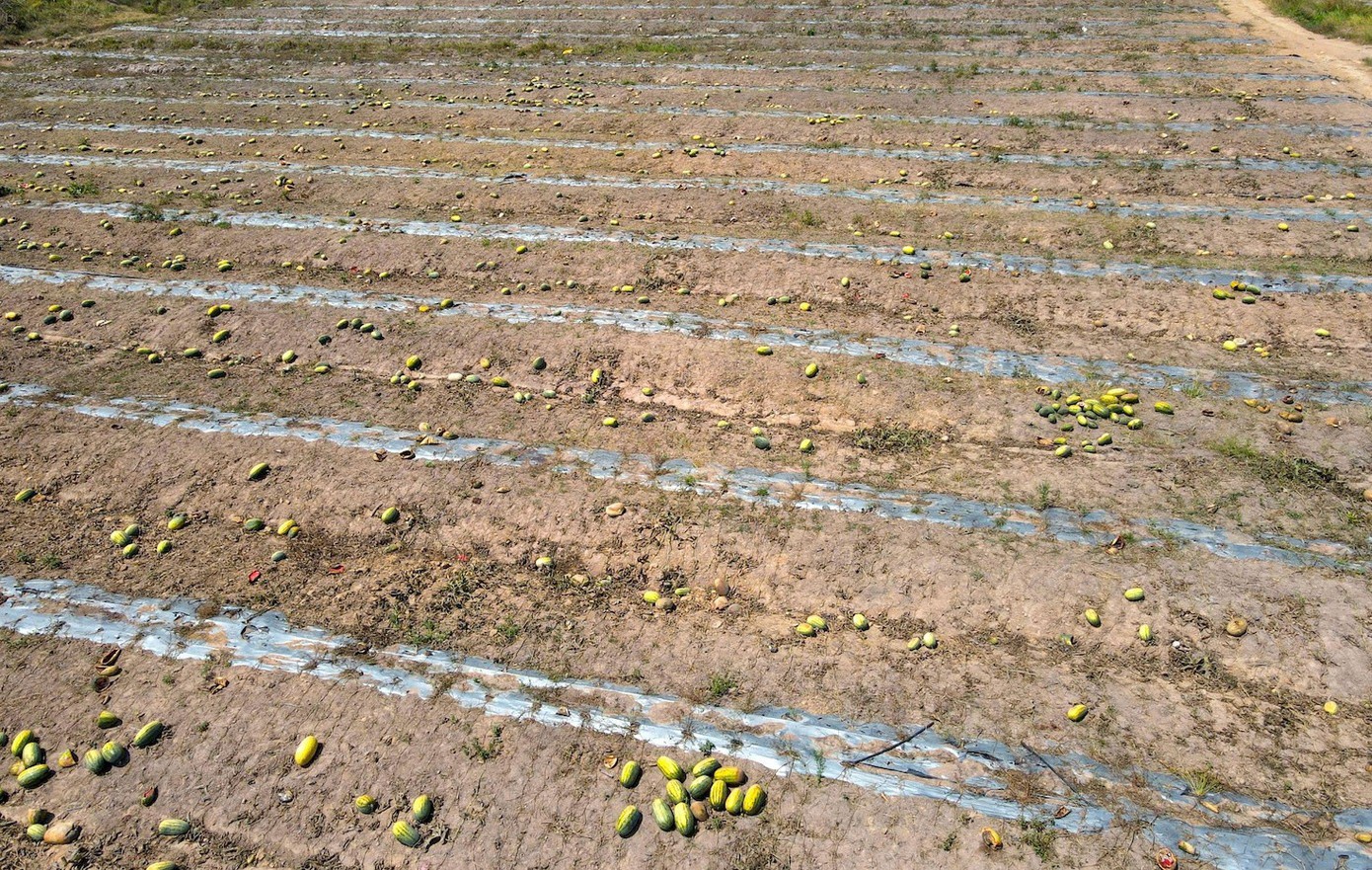 Việc hòa giải thỏa thuận giữa các bên không thành, trong khi dưa hấu đã đến kỳ thu hoạch và số tiền được chuyển giữa các bên thỏa thuận có giá trị lớn nên UBND xã đã đề nghị các bên liên quan có quyền khởi kiện ra tòa án để giải quyết tranh chấp theo đúng quy định.