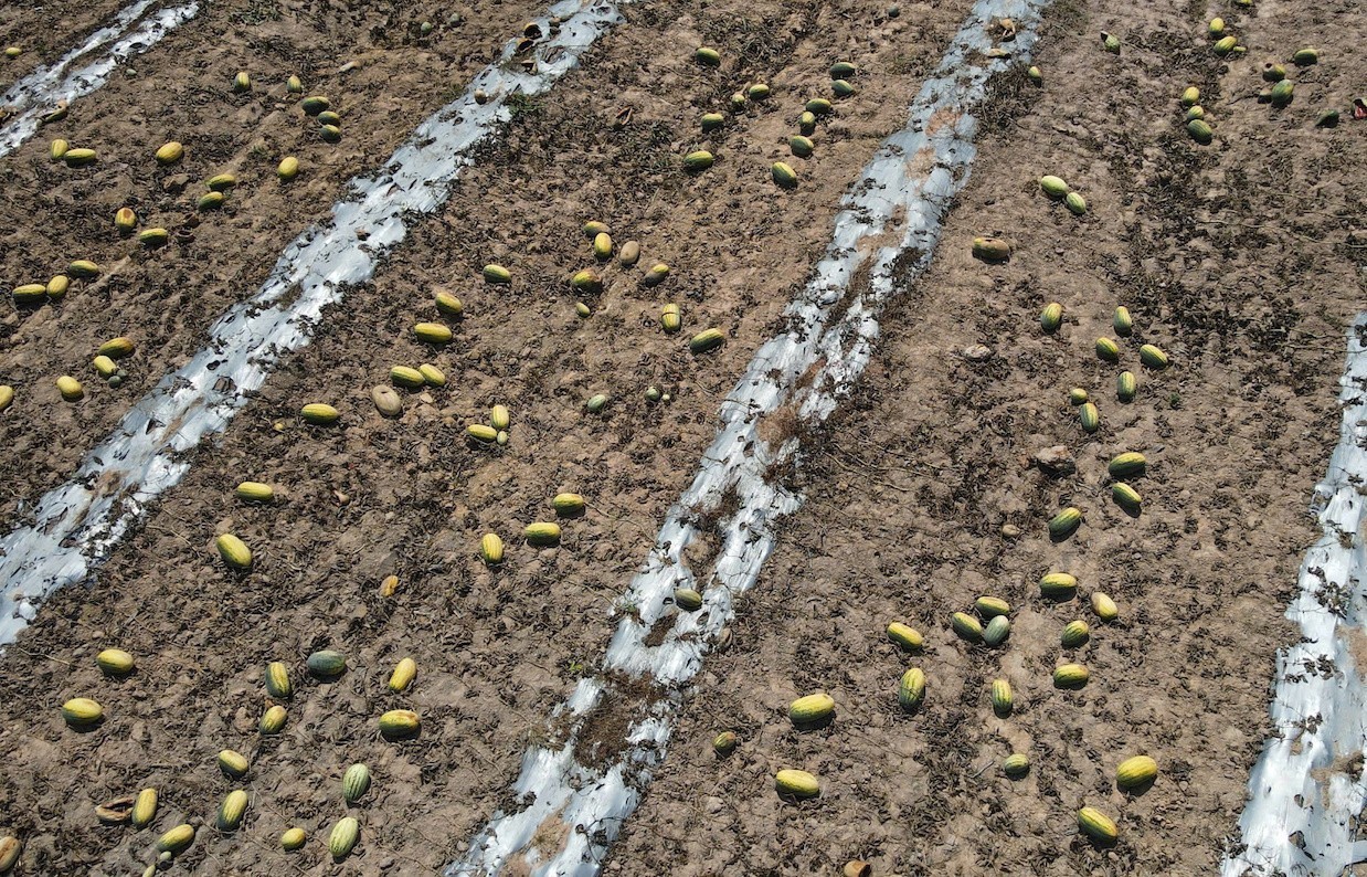 Việc hòa giải thỏa thuận giữa các bên không thành, trong khi dưa hấu đã đến kỳ thu hoạch và số tiền được chuyển giữa các bên thỏa thuận có giá trị lớn nên UBND xã đã đề nghị các bên liên quan có quyền khởi kiện ra tòa án để giải quyết tranh chấp theo đúng quy định.