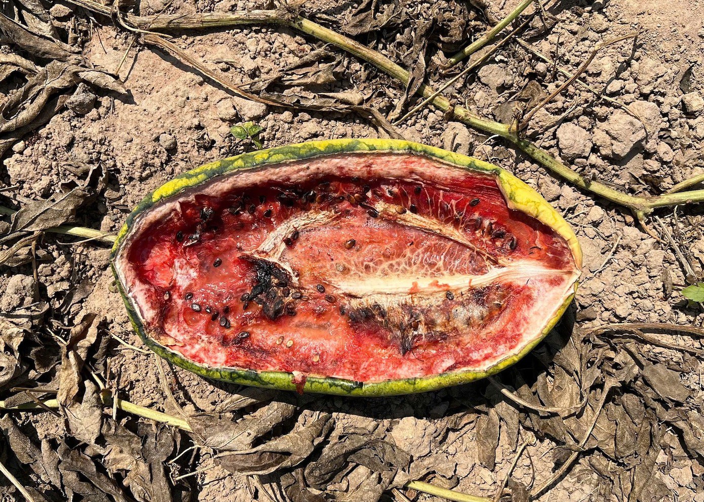 Ruộng dưa hấu hơn 200 tấn bị bỏ thối vì tranh chấp dân sự - 8