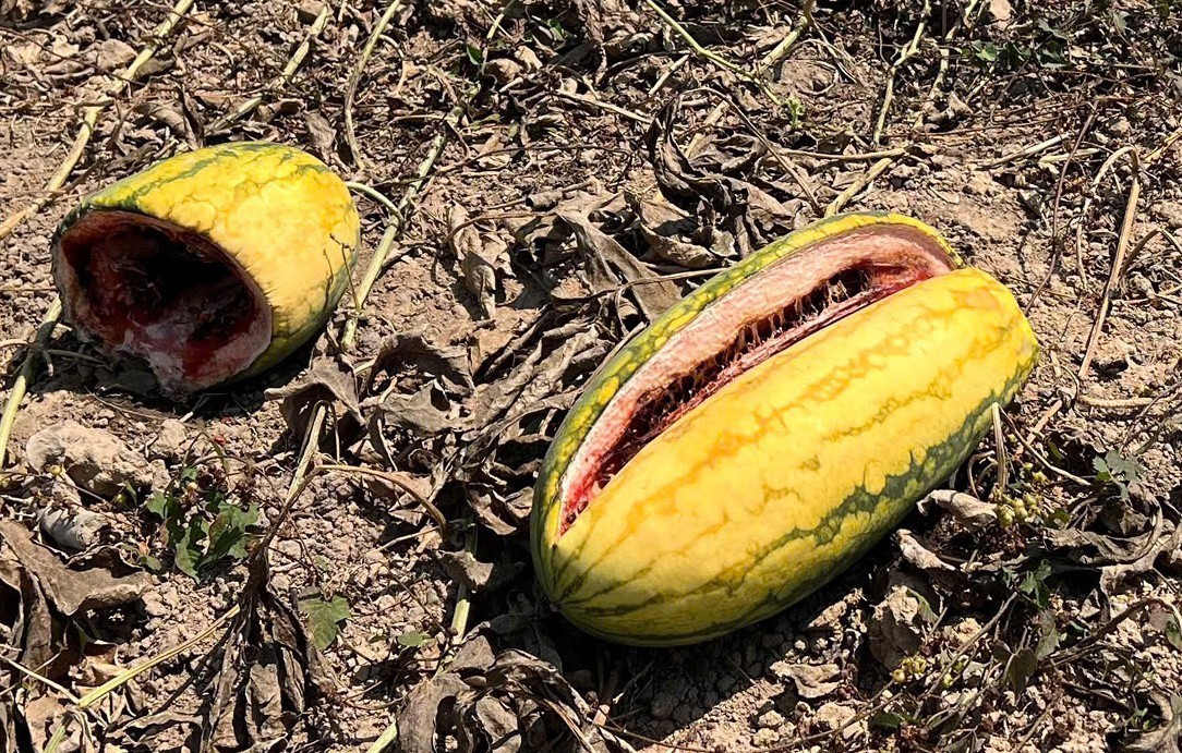 Dưa hấu bị hư hỏng hoàn toàn do đã tới kỳ thu hoạch.