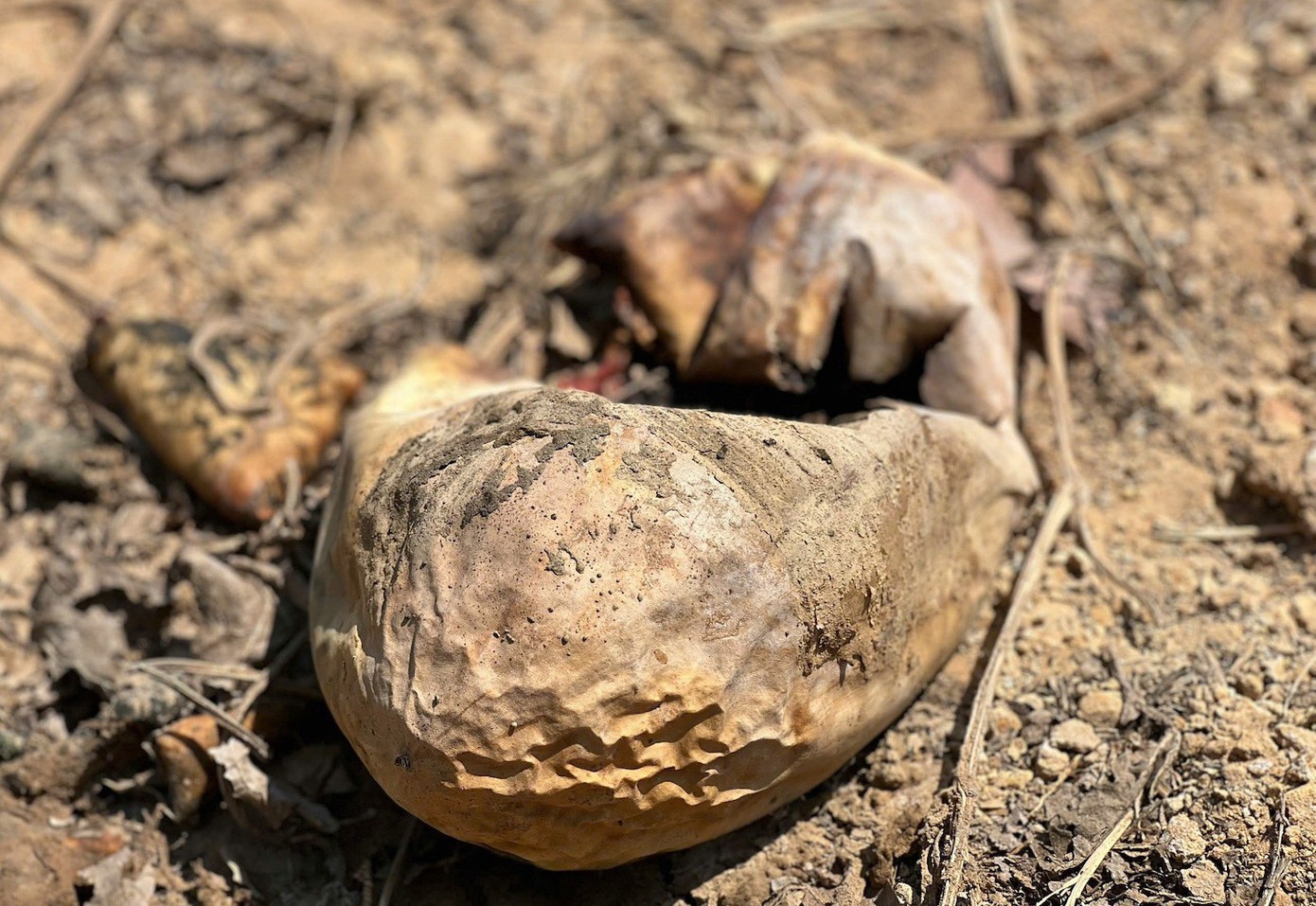 Dưa hấu bị hư hỏng hoàn toàn do đã tới kỳ thu hoạch.