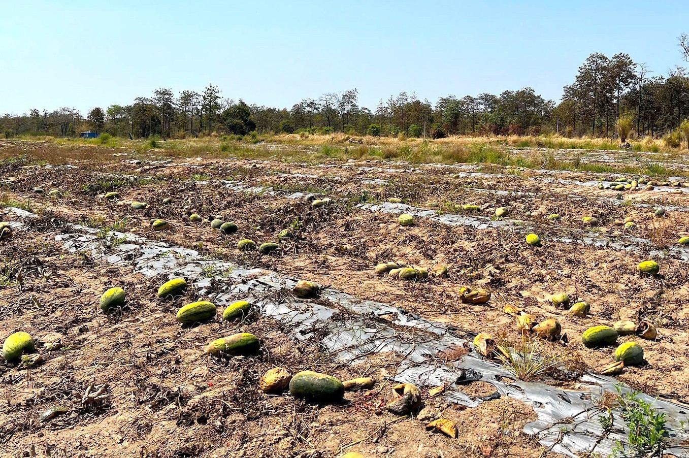 Trước vụ dưa, UBND xã Ia Mơ đã có văn bản khuyến cáo người dân trong việc trồng, canh tác dưa hấu, trong đó có việc chú trọng tới các hợp đồng pháp lý, thoả thuận mua bán.