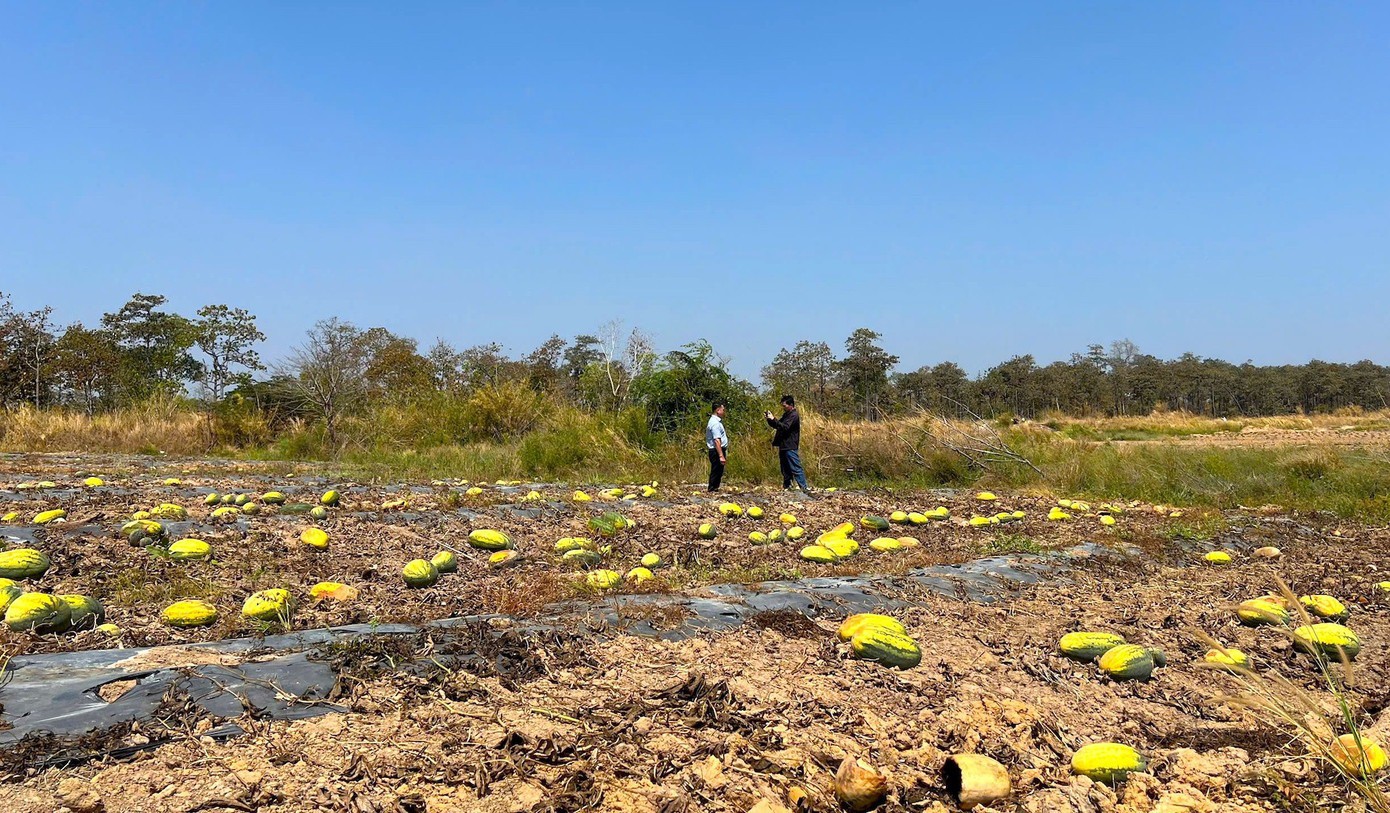 Trước vụ dưa, UBND xã Ia Mơ đã có văn bản khuyến cáo người dân trong việc trồng, canh tác dưa hấu, trong đó có việc chú trọng tới các hợp đồng pháp lý, thoả thuận mua bán.